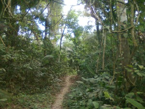 camino en la selva