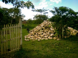 montaña de craneos de vaca