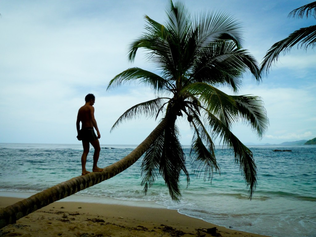 en la palmera