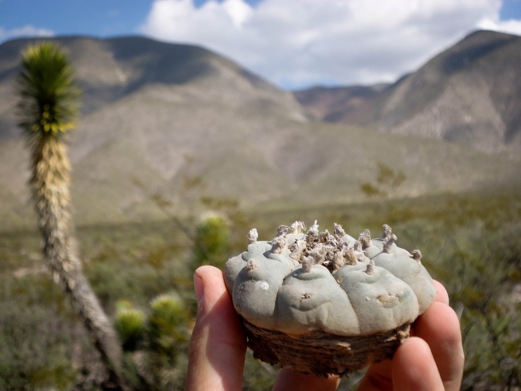 Lophophora williamsii (1)