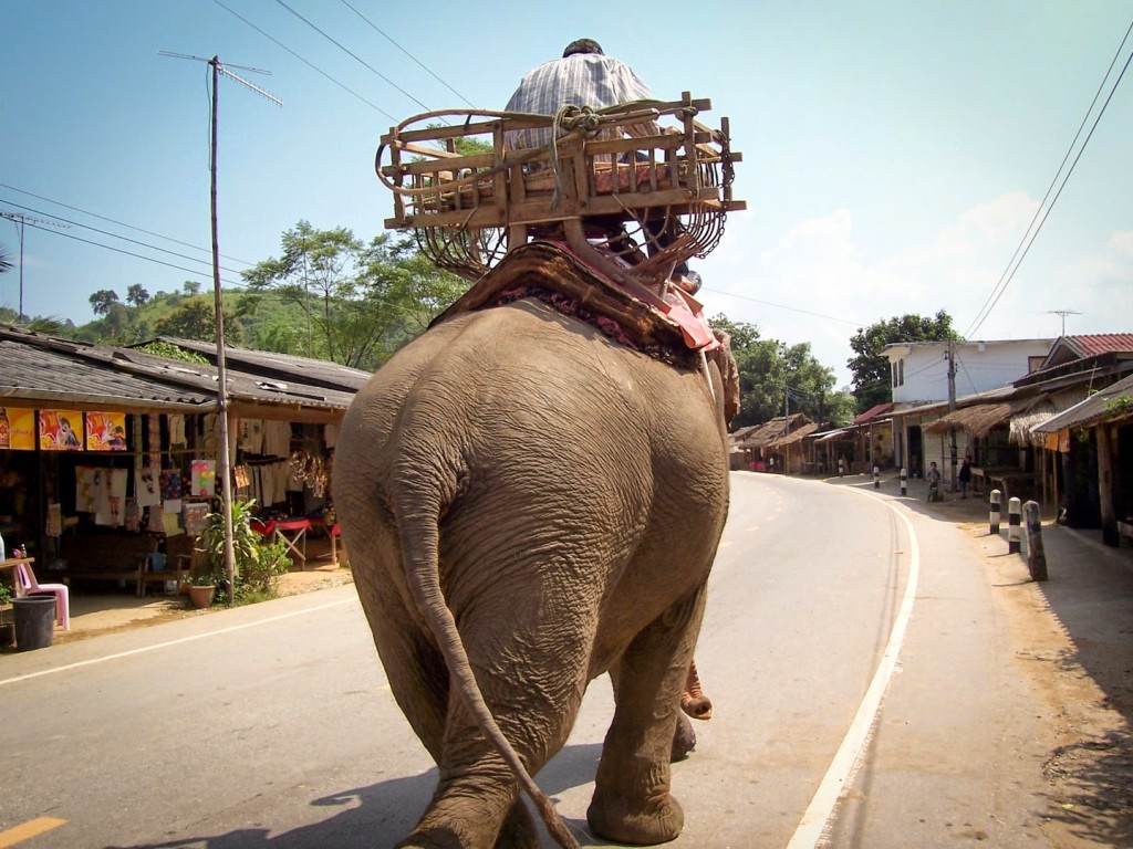 Elefante en Chiang Rai
