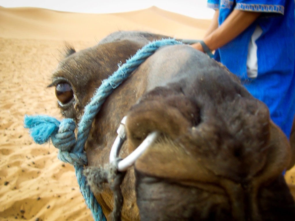 camello con piercing