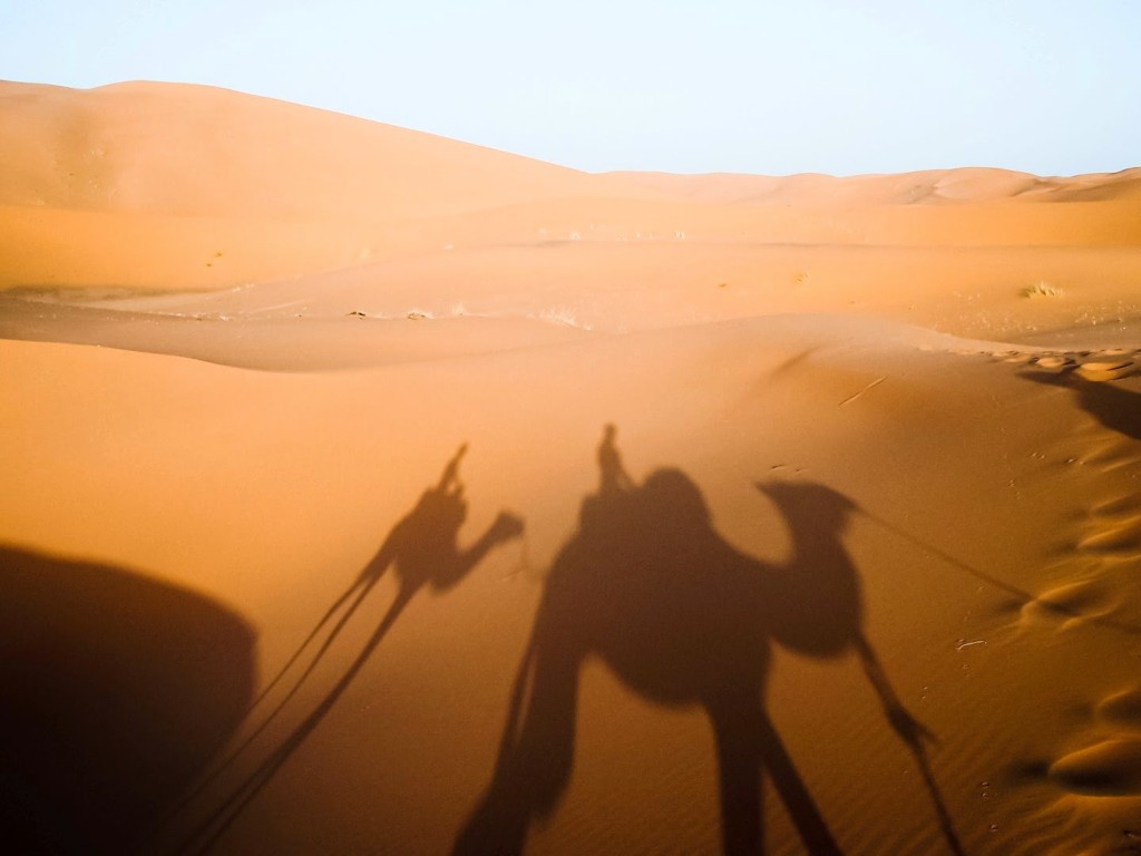 sombras de camellos