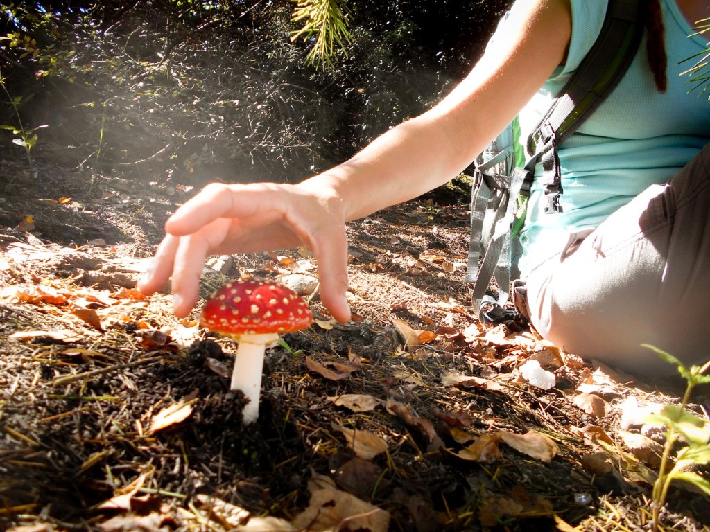 Amanita muscaria en La Cumbrecita