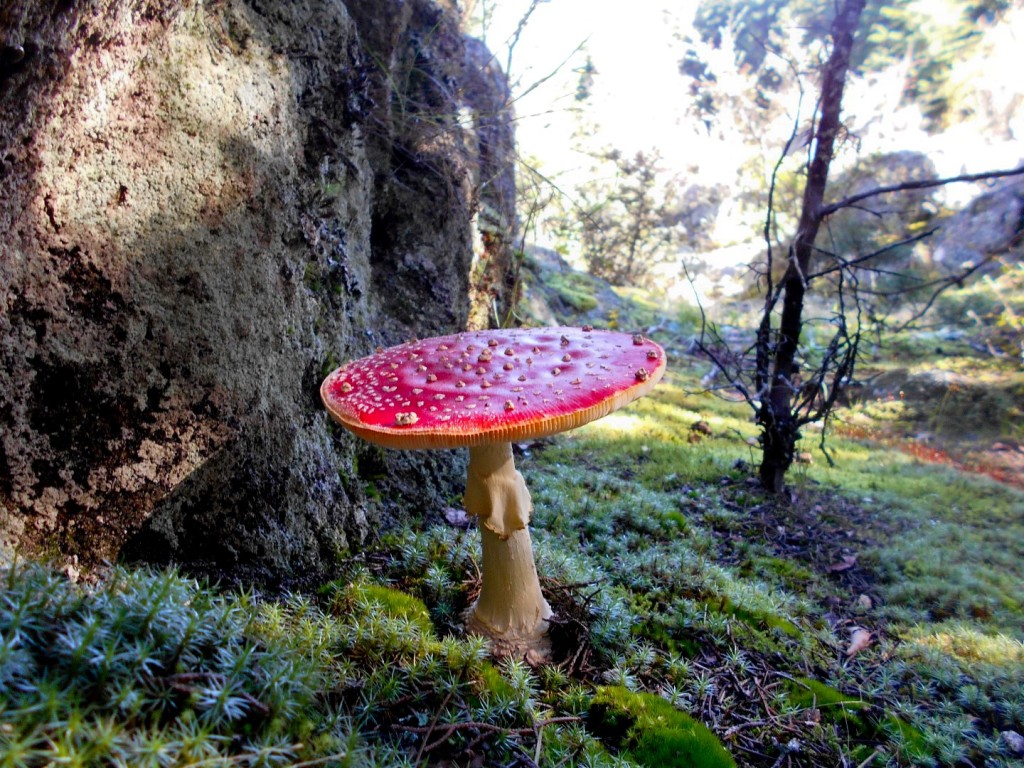 01 - Amanita muscaria