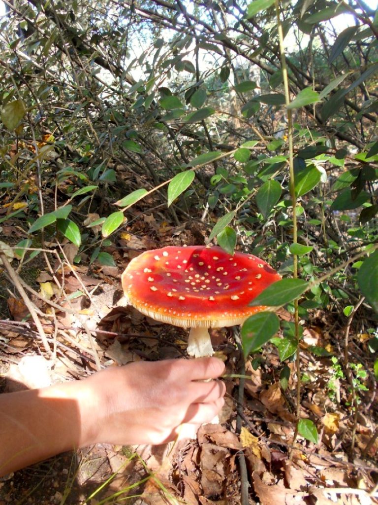 Amanita muscaria en La Cumbrecita