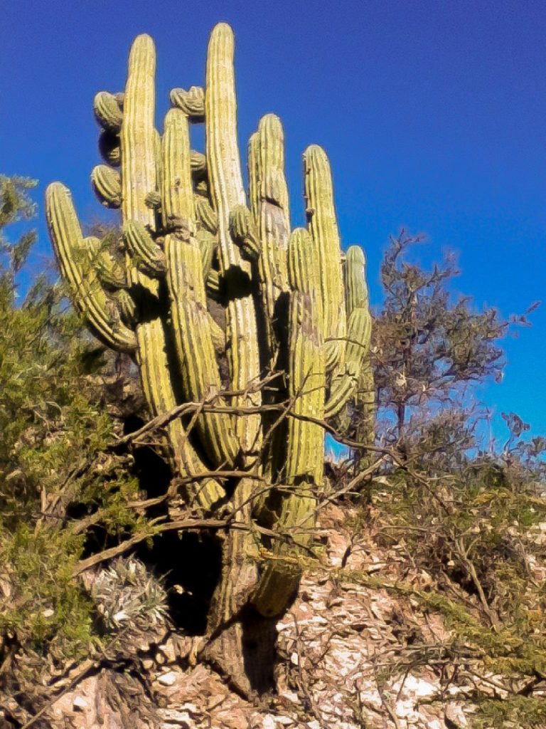 Echinopsis terscheckii - Trichocereus terscheckii - San Pedro - Achuma - Wuachuma - Andalgala