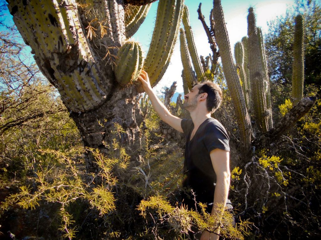 Echinopsis terscheckii - Trichocereus terscheckii - San Pedro - Achuma - Wuachuma - Catamarca