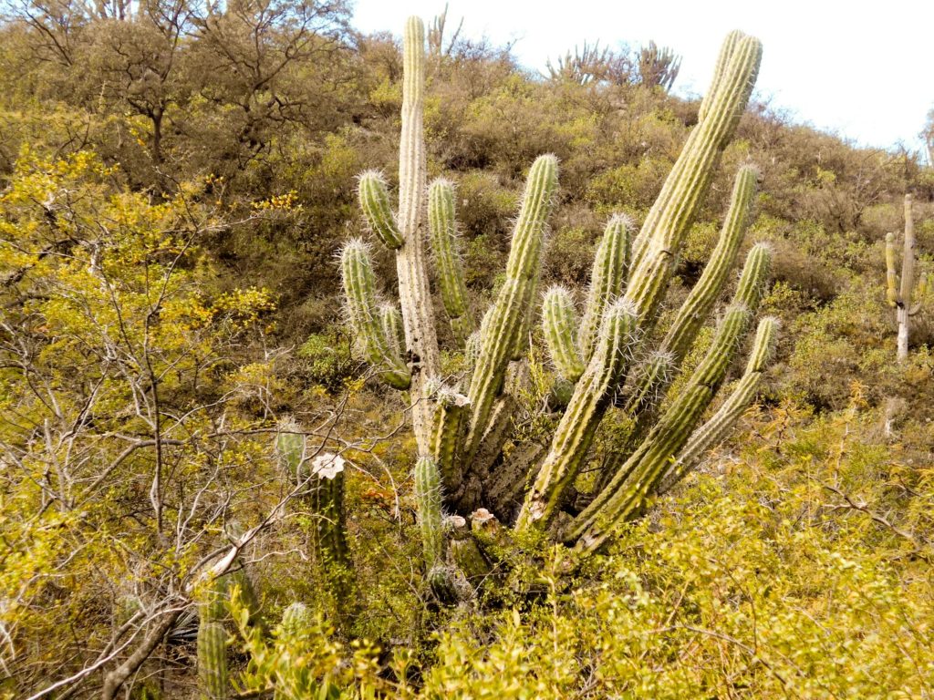 Stetsonia coryne - Catamarca