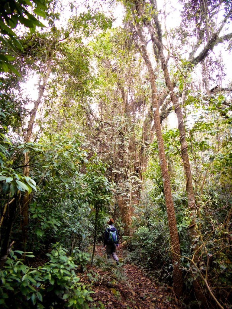 parque-nacional-calilegua