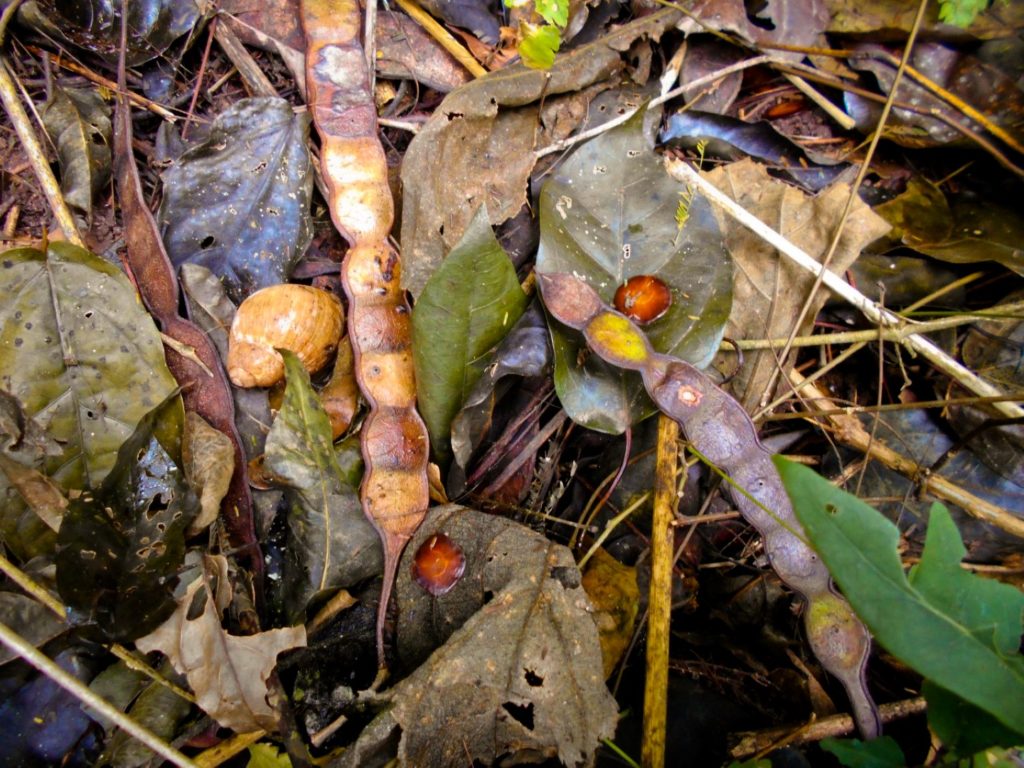 caracol-y-semillas-de-cebil-anadenanthera-colubrina