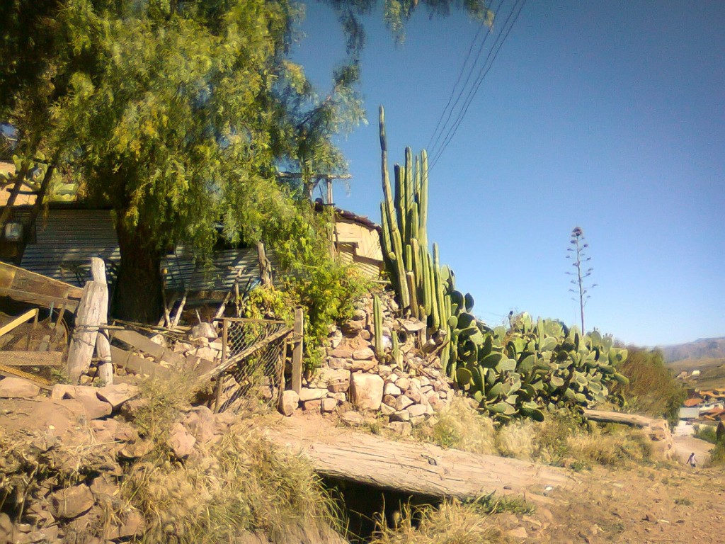 Trichocereus pachanoi